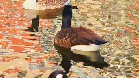 Duck 🦆 videos || birds videos