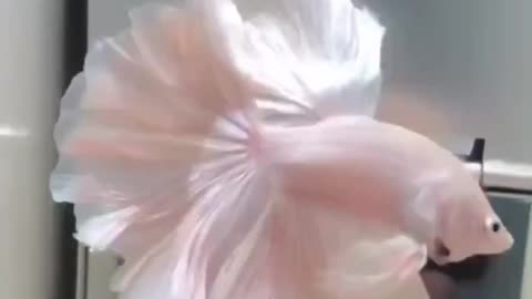 pink betta fish