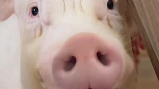 This couple picked up a pig and brought it home