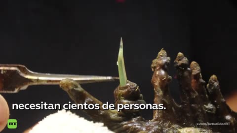 El pez más venenoso y temido del planeta