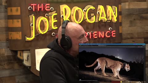 Family Friendly Joe Rogan Experience #2426 - Cameron Hanes & Adam Greentree
