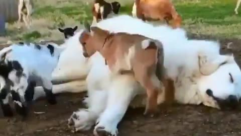 Baby Goats Jumping On Sleeping Great Pyrenees