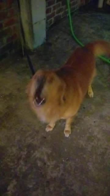 Golden Retriever Dog | Most Friendly & Loyal Breed 🐶💛