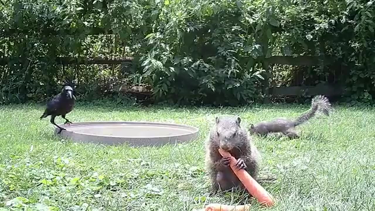 🤯🐿️ Squirrel's Epic Groundhog Takedown! | FunFM