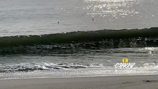 TWO FOR ONE! BIRDS AND WAVES!