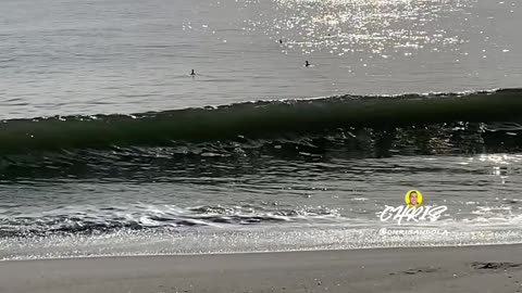 TWO FOR ONE! BIRDS AND WAVES!