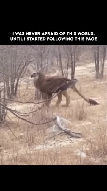 Unusual animal found in the woods?