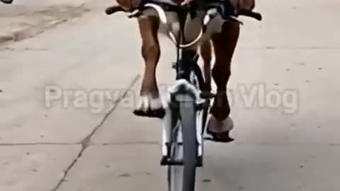 Funniest Dog and Cat Videos You'll Ever See