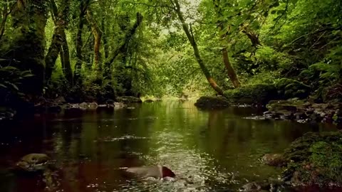 Forest Stream Sounds & Gentle Bird Song – Relaxing Nature Ambience for Stress Relief