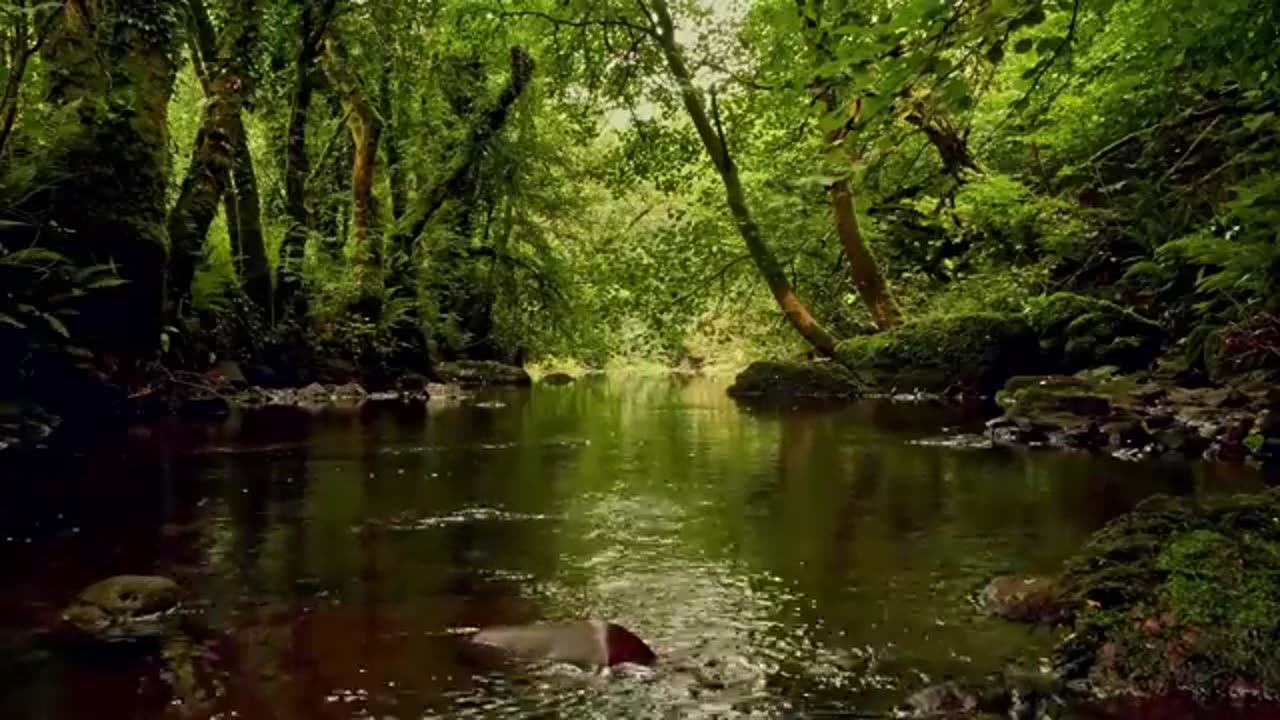 Forest Stream Sounds & Gentle Bird Song – Relaxing Nature Ambience for Stress Relief