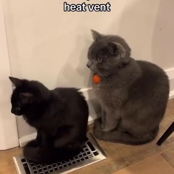 Cat waiting his turn