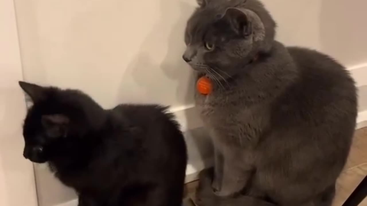Cat waiting his turn