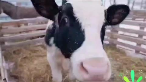 littlebits (official music video with lyrics) end time expedition