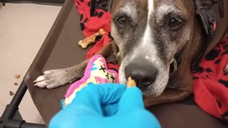 Astrid 8y A841285@TRN .. she's in foster now We're getting 2 know each other wonderfully 20251012900