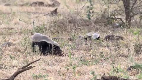 animals
