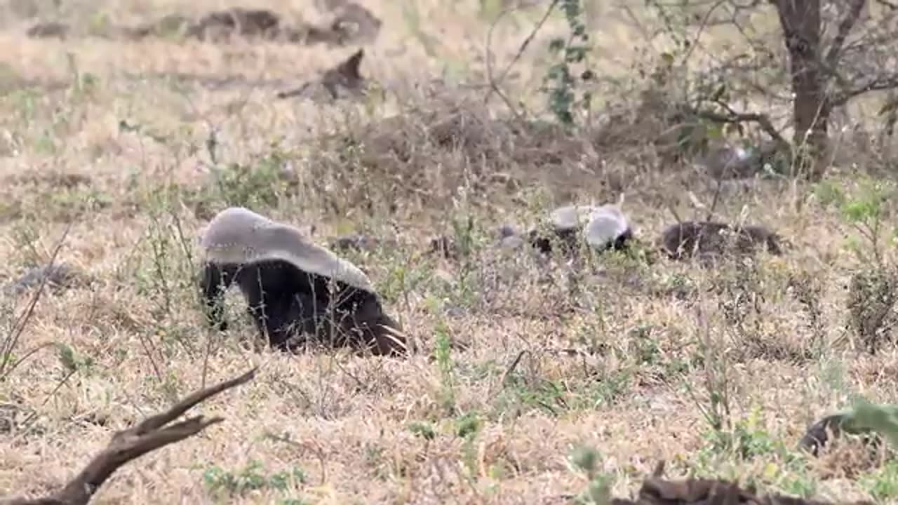 animals