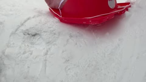 Baby's First Sled Ride