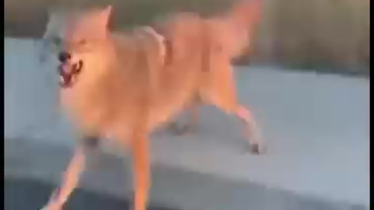 So funny 😂🤣 🦊 fox 🦊