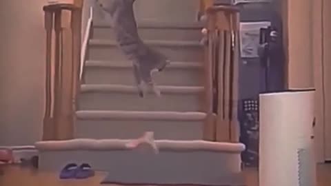 Pets That Will Make You Laugh/ Hilarious Pet/ Cutest Moments Ever 😂🐶 #Shorts