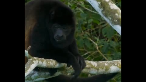 Amazon rainforest is in trouble