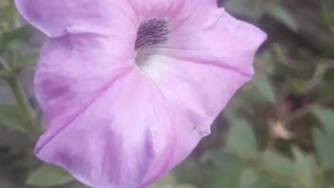 Black Petunia Eye
