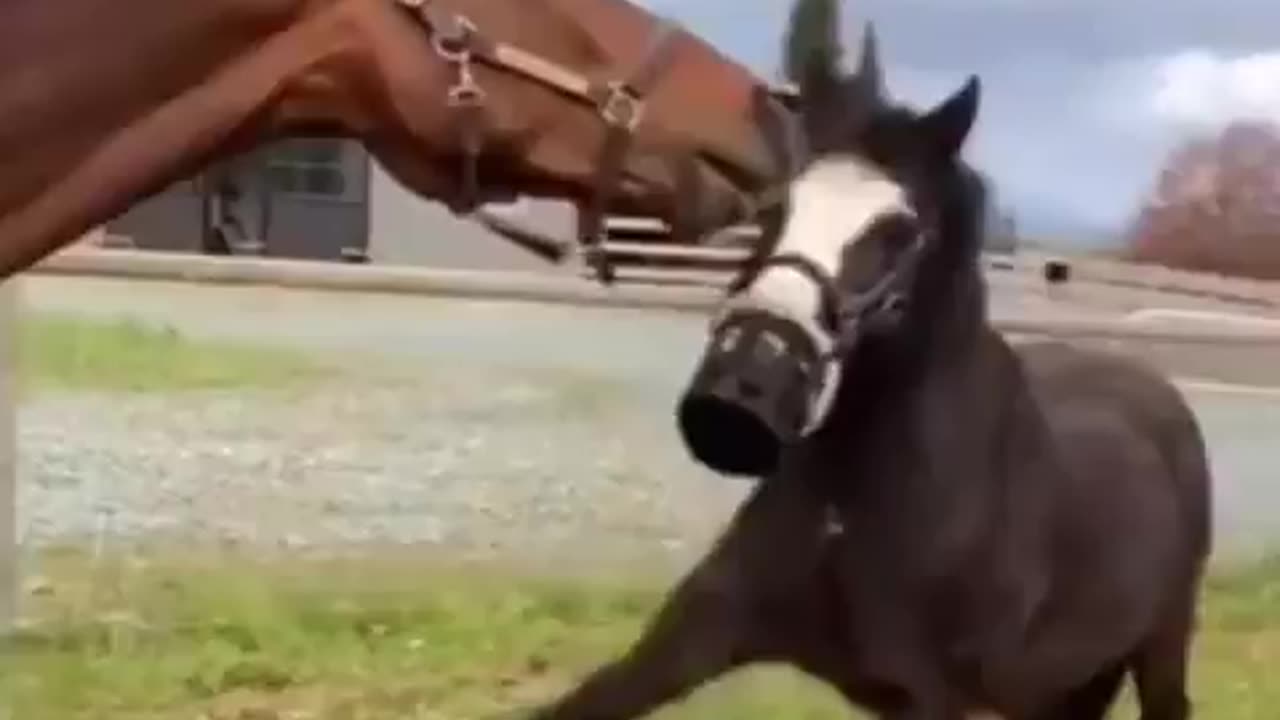 A horse asking another horse to help remove his muzzle so he can eat grass