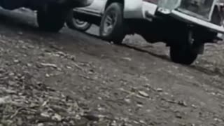 Two siberean tigers released back into the wild after rehabilitation centre