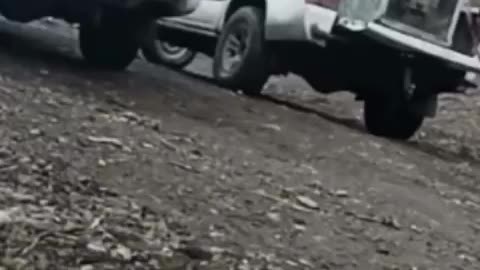 Two siberean tigers released back into the wild after rehabilitation centre