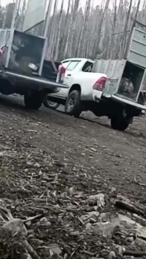 Two siberean tigers released back into the wild after rehabilitation centre