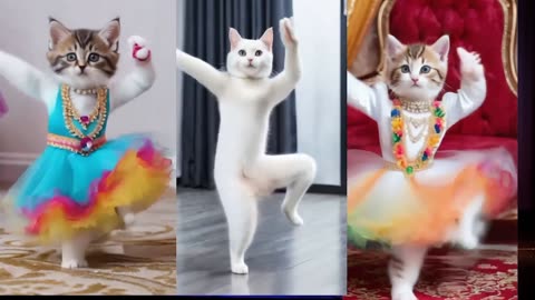 Cat funny dance video