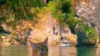 Funny Animals Cute Cat