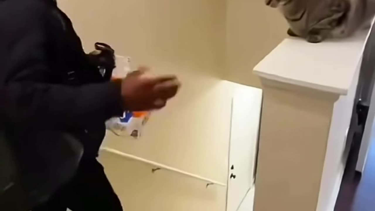 😺 Funny Feline Friends