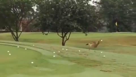 😂🦜 This Bird Discovers Golf Balls Bounce—And He's Loving It! | FeedMyCuriosity