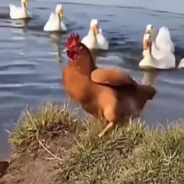 The chicken who thought it was a duck is facing reality.