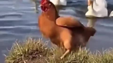 The chicken who thought it was a duck is facing reality.
