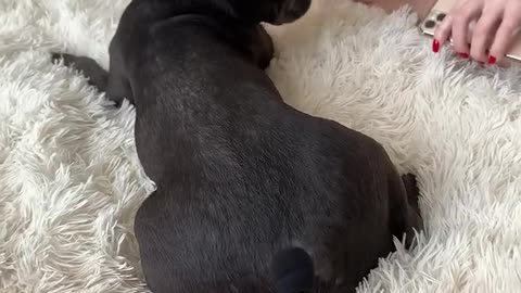 French bulldog fart 😁 #bulldog #animals #mreviatar #dog #dogs #animal #animalshorts #shorts #funny