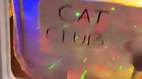 Cat Club Funny Video