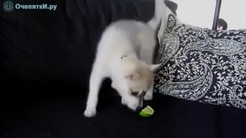 Unlucky Puppy