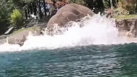 Happy elephant #fyp #funnypets #cute #pet #funny #funnyanimals