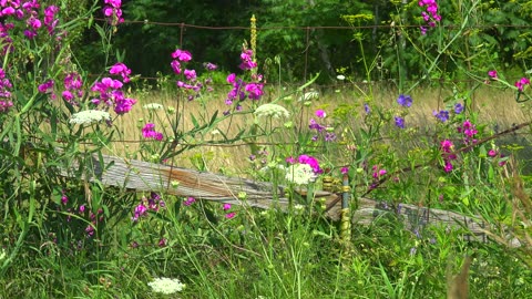 Wild Flowers of Antigonish, Nova Scotia