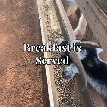 Breakfast is Served
