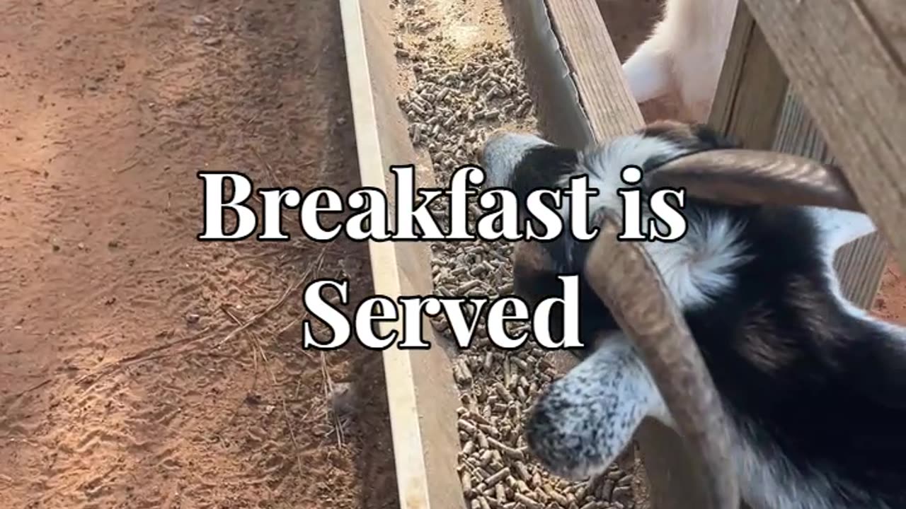 Breakfast is Served