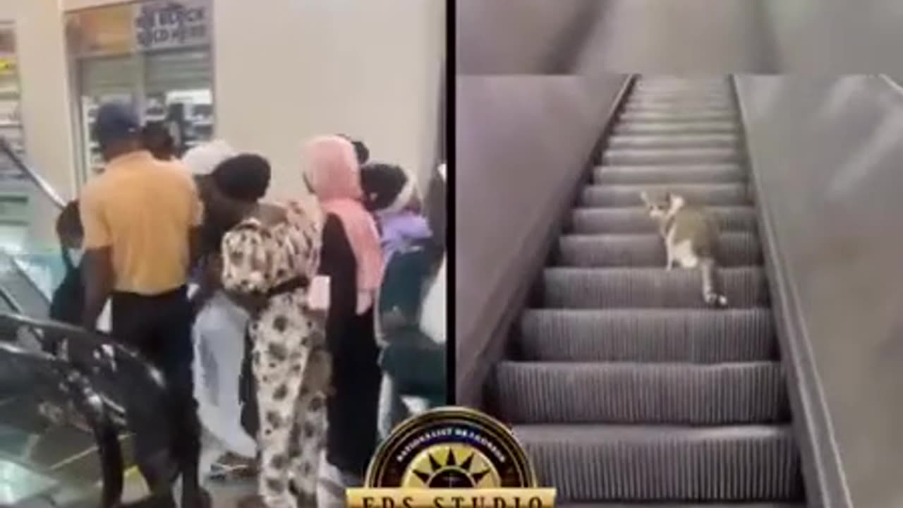 Doctors & Engineers VS Cat