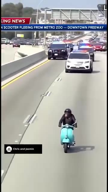Chimp escaped the zoo riding a scooter