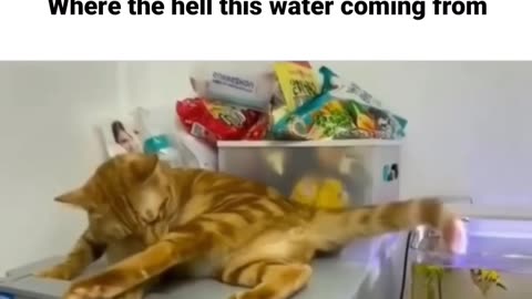 Wait For End 🤣🤣 #shorts #viralshorts #funnymoments #comedy