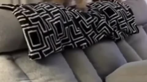 The Craziest Cat Reactions You’ve Ever Seen