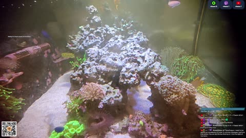 24/7 Real Live Reef Stream