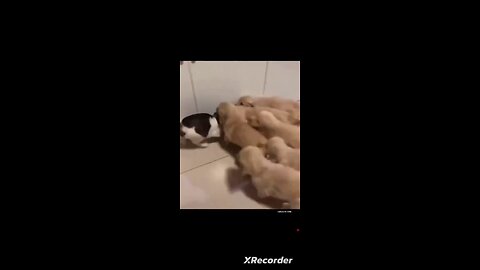 Attack of the Killer Puppies!!!