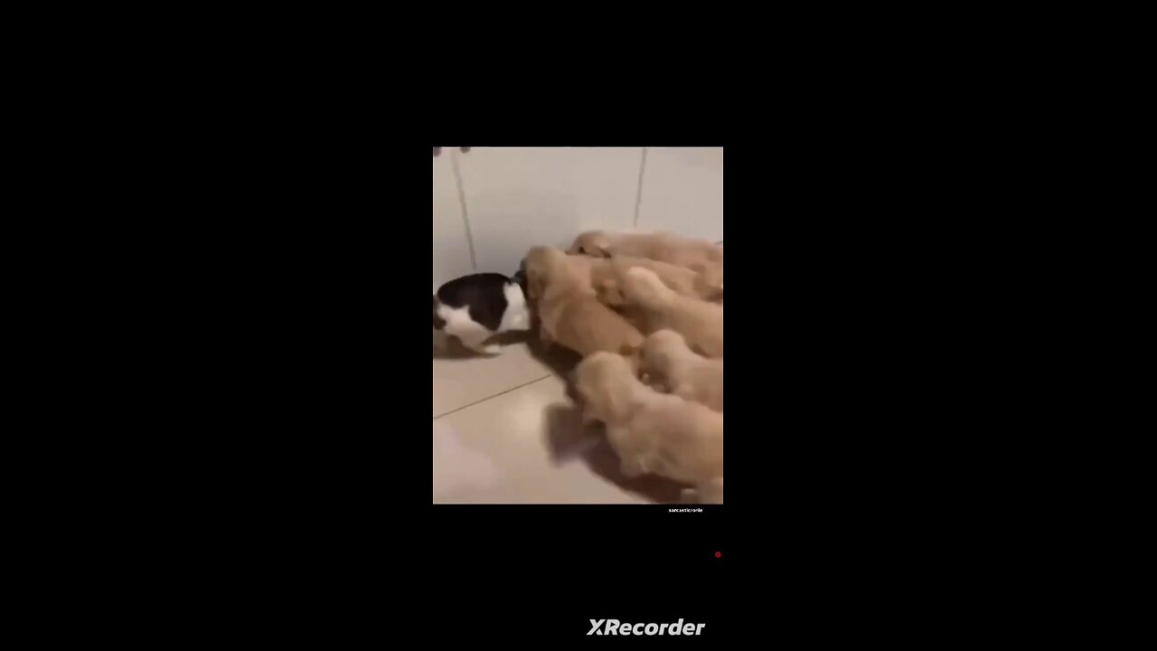 Attack of the Killer Puppies!!!