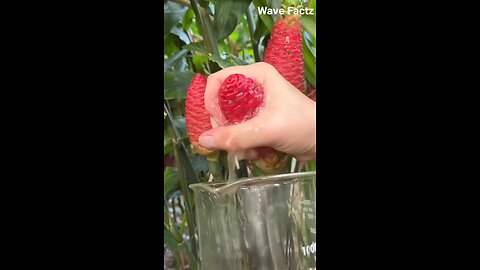 "जिंजर शैम्पू प्लांट: बाल धोने वाला पौधा!" | "Ginger Shampoo Plant: Hair Washing Plant!" | #shorts